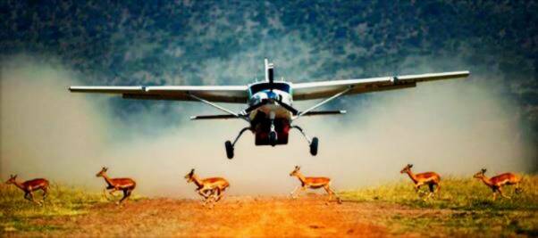 Safari Flugzeug mit fliehenden Springböcken