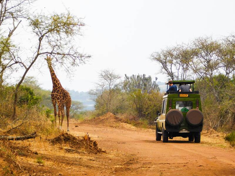 Safari im Akagera-Nationalpark mit Giraffe in der Savanne Ruandas