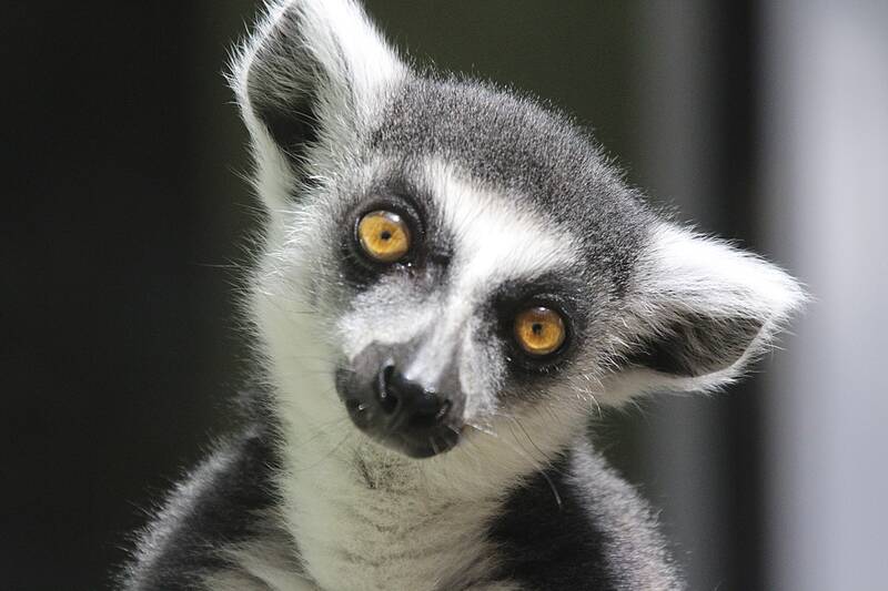 Portraitfoto eines Kappa in Madagaskar