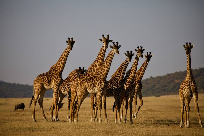 On safari in the Seregeti