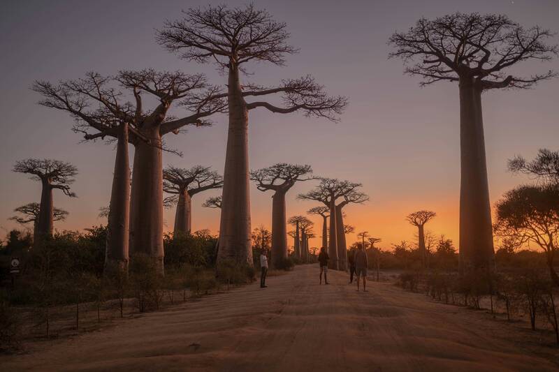 Affenbrotbäume Baobabs im Abendlicht